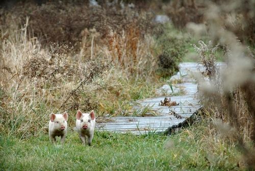 我們的環(huán)境會(huì)好嗎？——“數(shù)說(shuō)”大氣、水、土壤污染防治三大戰(zhàn)役